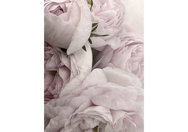 POSTKARTEN SET  ROSEN