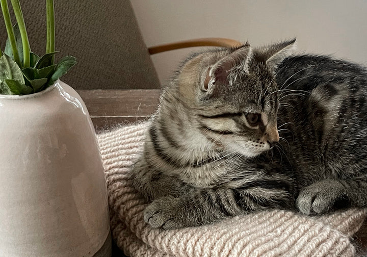 NATURKINDER COOLE MÜTZE *FINDUS* [Strickpaket LIMITED Edition]