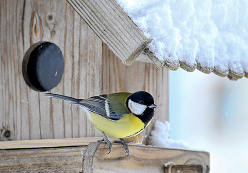 Vogelfutter für Futtersäulen und Futterhaus [VOGELFUTTER]